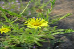 Pulicaria wightiana